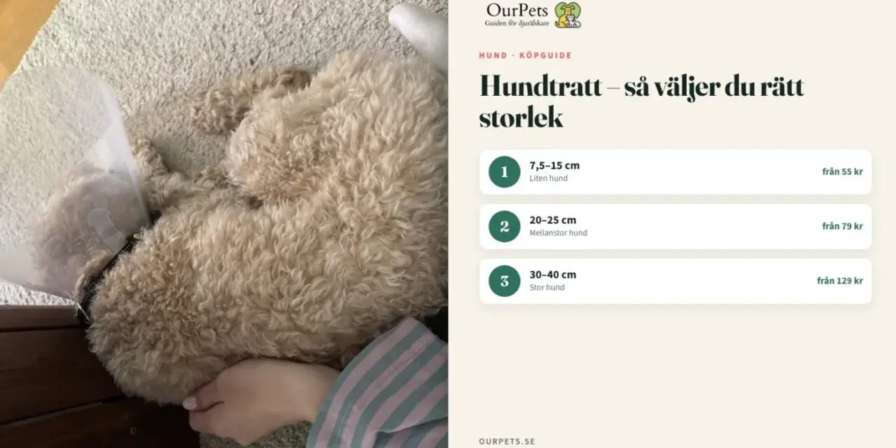 En hund med tratt vilar på en hundmatta. Bredvid syns en köpguide för hundtrattar.