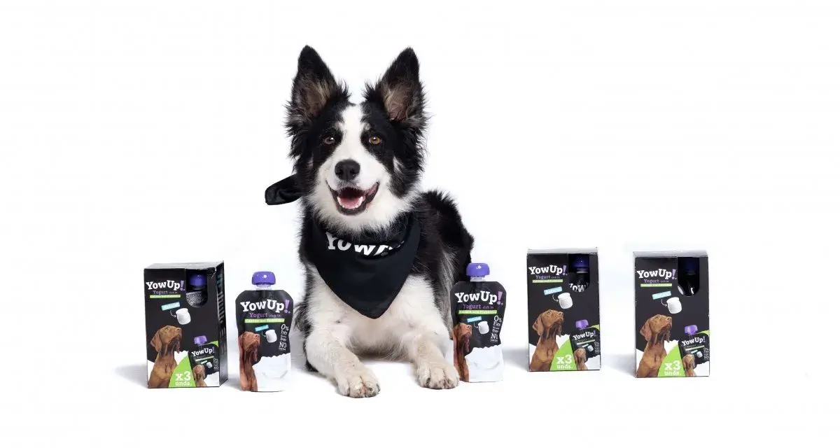 Jogurt naturalny dla psa na co pomaga – odkryj zdrowotne korzyści