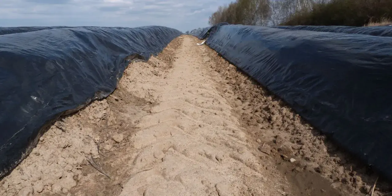 Jaki nawóz pod szparagi? Odkryj sekrety skutecznego nawożenia