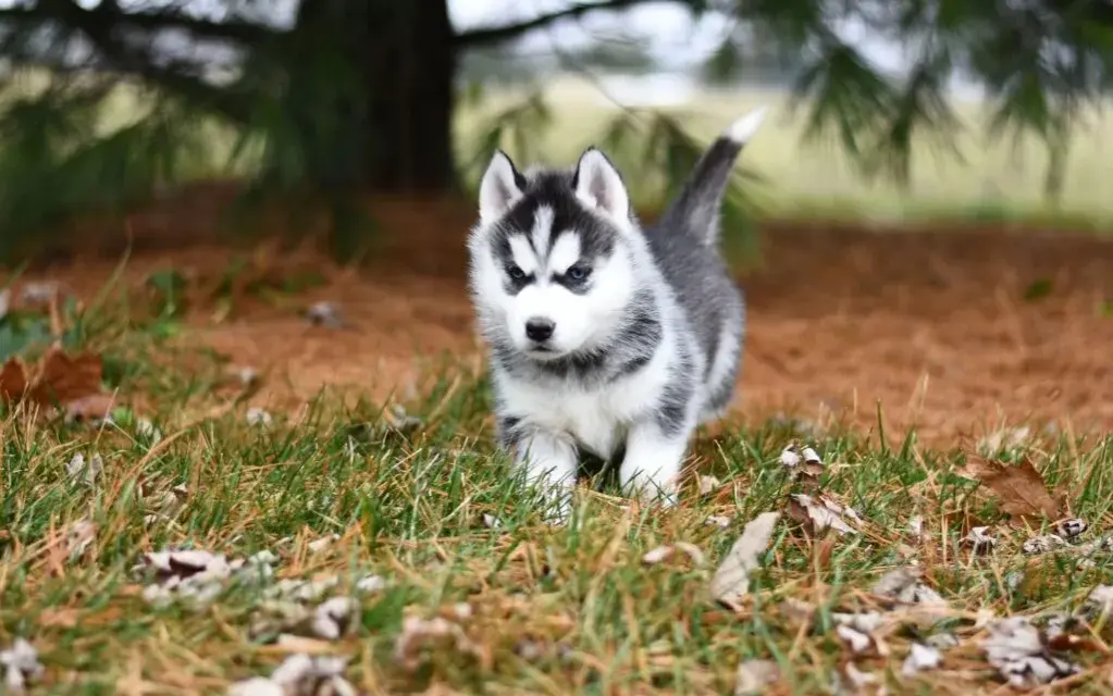 Czy husky jest dobry dla dzieci? Odkryj zalety i zagrożenia