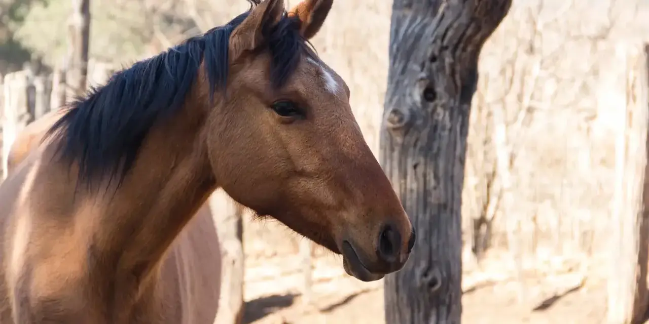 Profil d'un cheval brun, crinière noire, avec une étoile blanche sur le front. Le cheval semble en bonne santé, loin de toute gale.