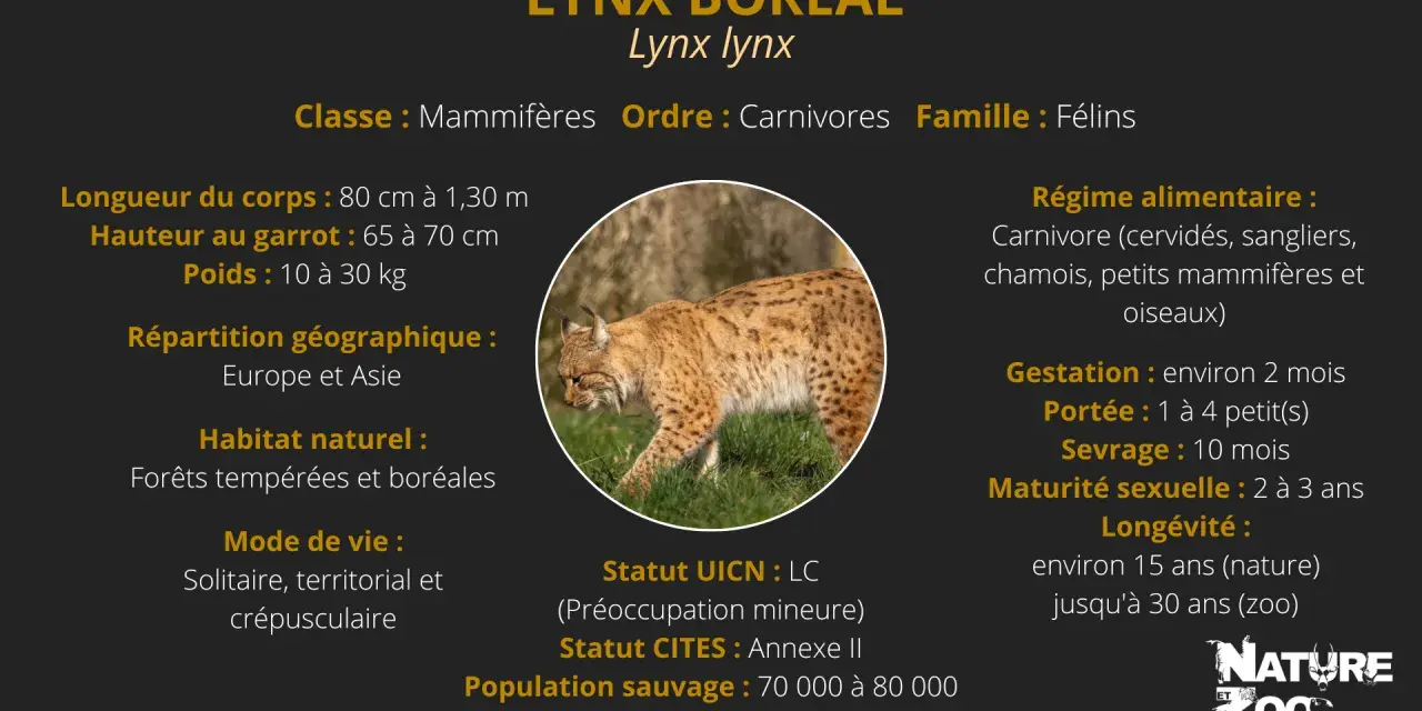 Lynx boréal, carnivore, que mange le lynx ? Cervidés, sangliers, chamois, petits mammifères et oiseaux.