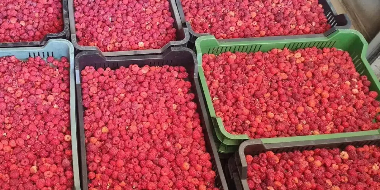 Ile kosztują maliny na skupie? Ceny, które zaskoczą każdego rolnika