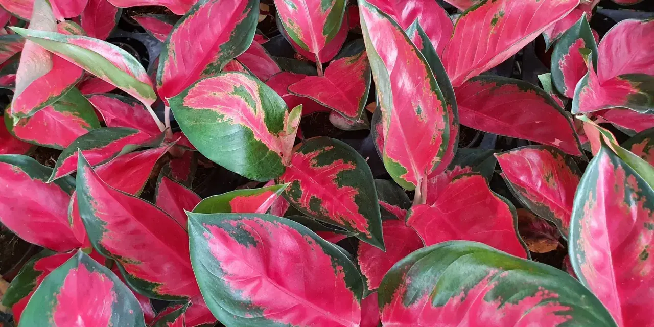 Bogactwo kolorów na liściach aglaonema odmiany. Intensywna czerwień przeplata się z zielenią, tworząc zachwycający wzór.