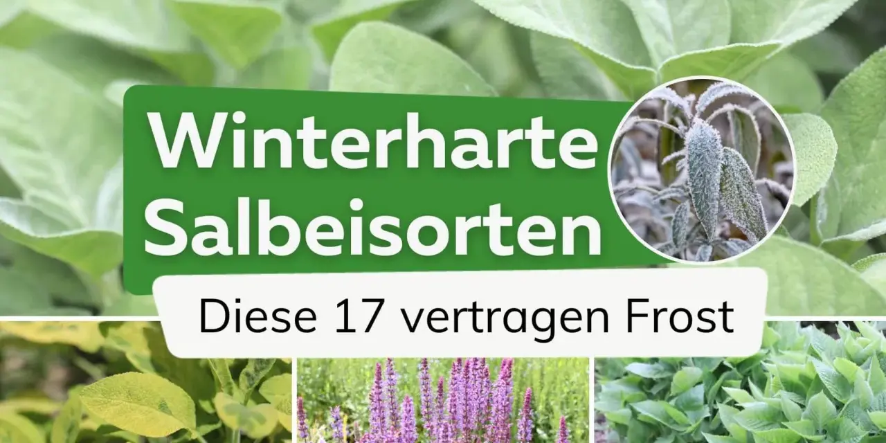 Winterharte Salbeisorten: Diese 17 Sorten trotzen Frost. Nahaufnahme von Salbeiblättern, einige mit Raureif bedeckt.