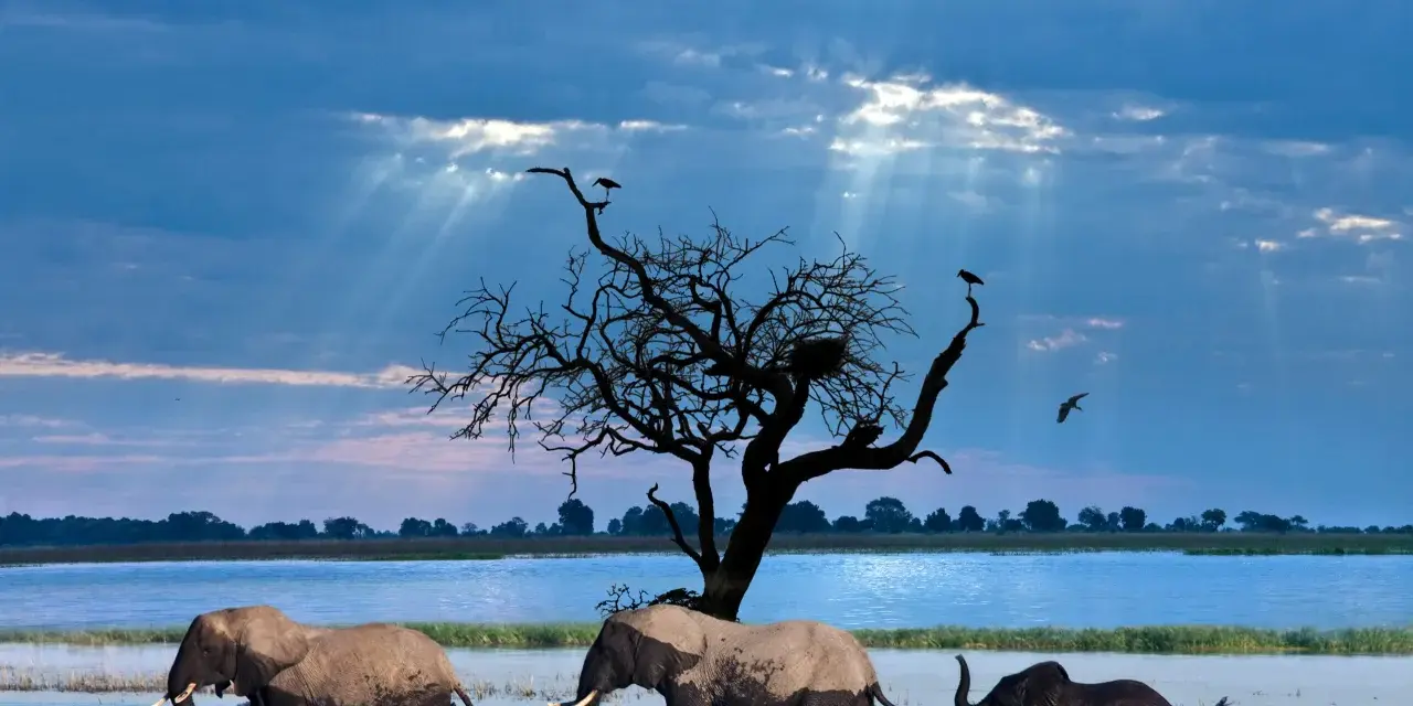 Trzy słonie brodzą w wodzie podczas botswana safari. Nad nimi rozpościera się dramatyczne, błękitne niebo z promieniami słońca przebijającymi się przez chmury.