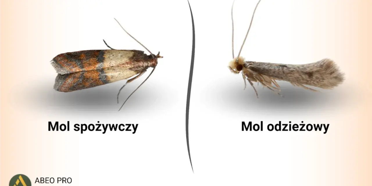 Dwa mole: spożywczy z brązowo-beżowymi skrzydłami i odzieżowy, szary. Pirs.