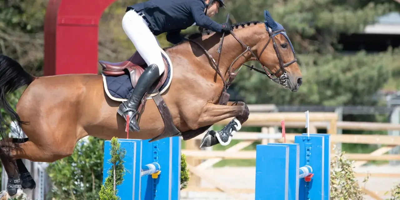 Lando, l'étalon brun, saute avec grâce un obstacle bleu, son cavalier concentré.