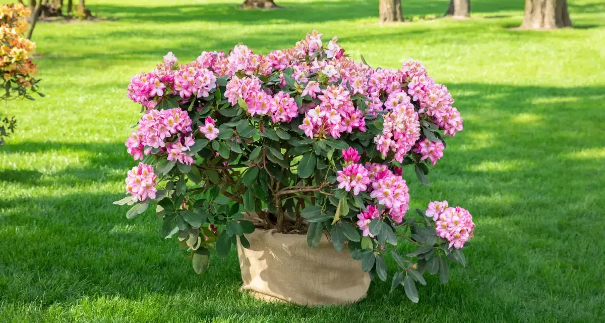 Ein blühender Rhododendron im Sack, bereit zum Rhododendron umpflanzen in den Garten.