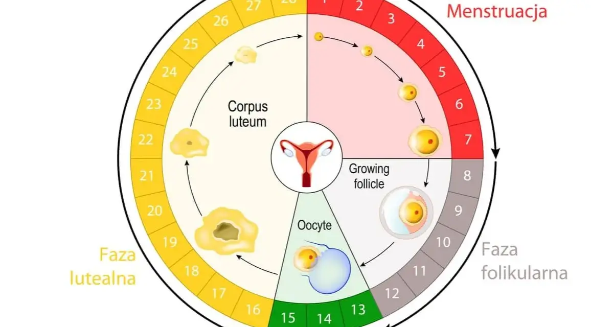 Cykl menstruacyjny: faza folikularna, owulacja, faza lutealna i menstruacja. Długość cyklu jest zmienna, ale średnio trwa ok. 28 dni.