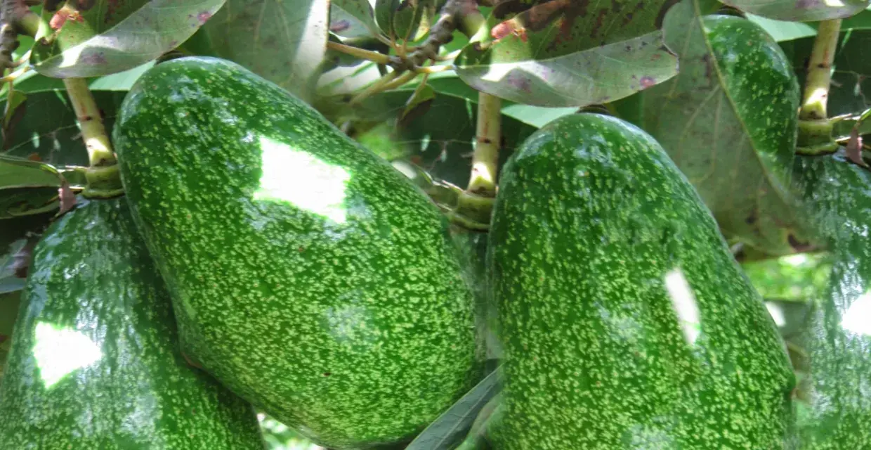 Gros avocats verts, mouchetés, mûrissent sur une branche. C'est là où pousse un avocat.