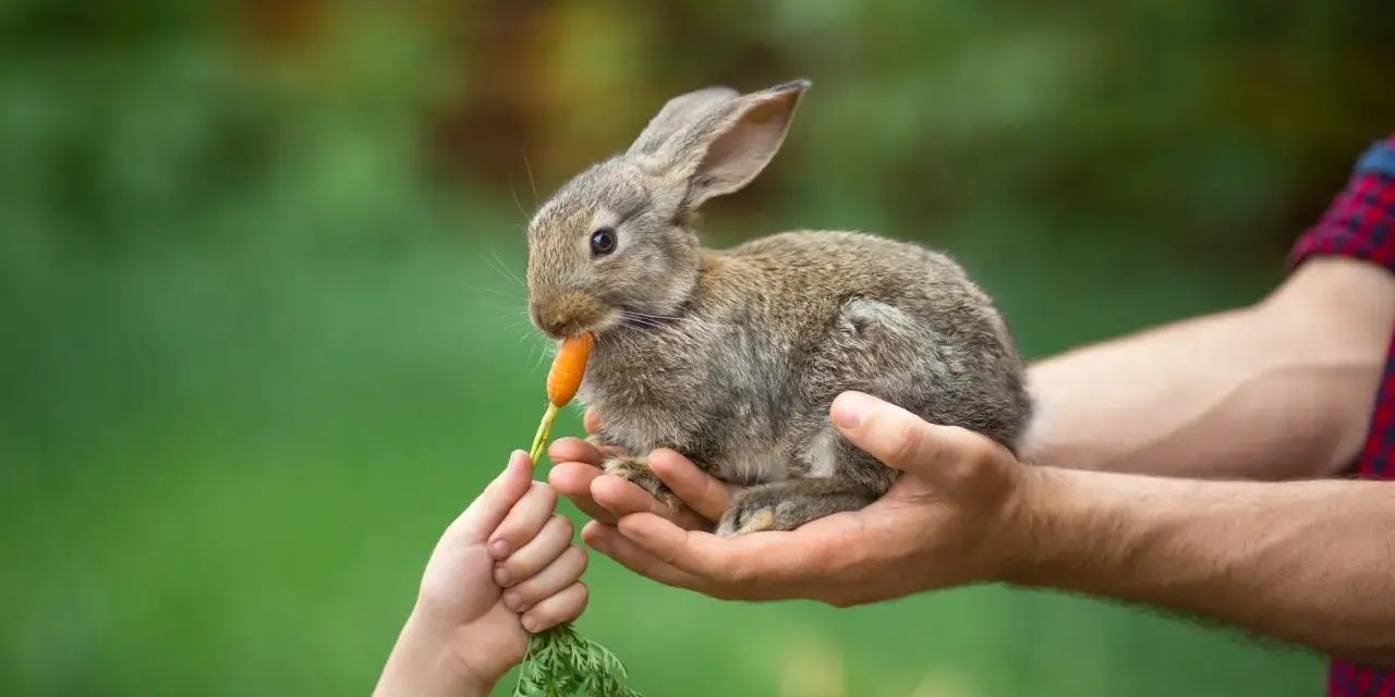 Un coniglietto tenero, tenuto tra le mani di un adulto, mangia una carota offerta da un bambino. Ecco cosa mangiano i conigli!