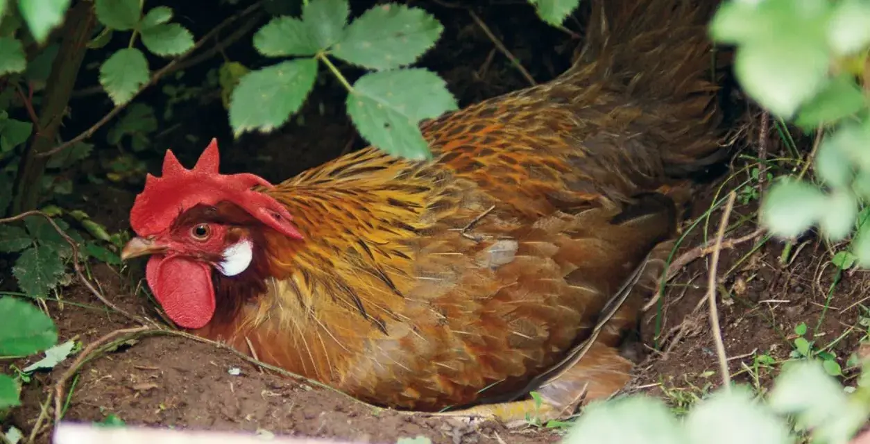 Gallina bruna con cresta rossa, nascosta tra la vegetazione, nel luogo dove fanno le uova le galline.