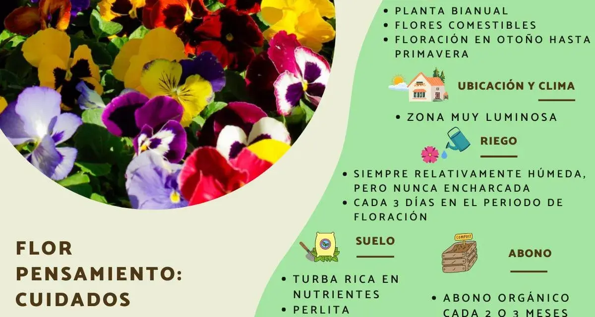 Un grupo de flores de pensamiento de colores vibrantes, con información sobre su cuidado y significado.