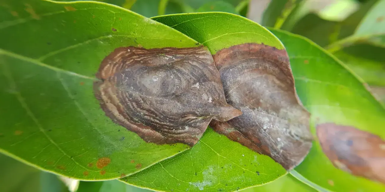 Hojas verdes con manchas marrones, indicativo de antracnosis. Se busca el mejor tratamiento para combatir la enfermedad.