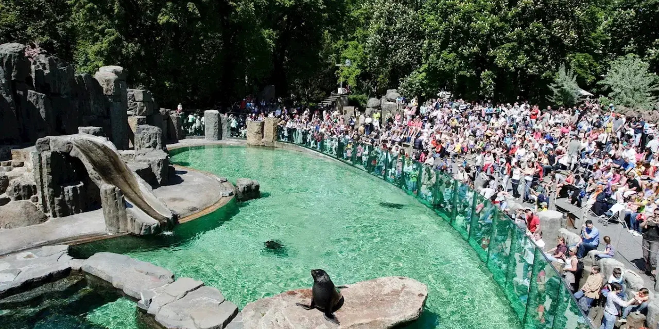 Foki w wodzie i na skale, tłumy widzów na widowni w zoo w Pradze.