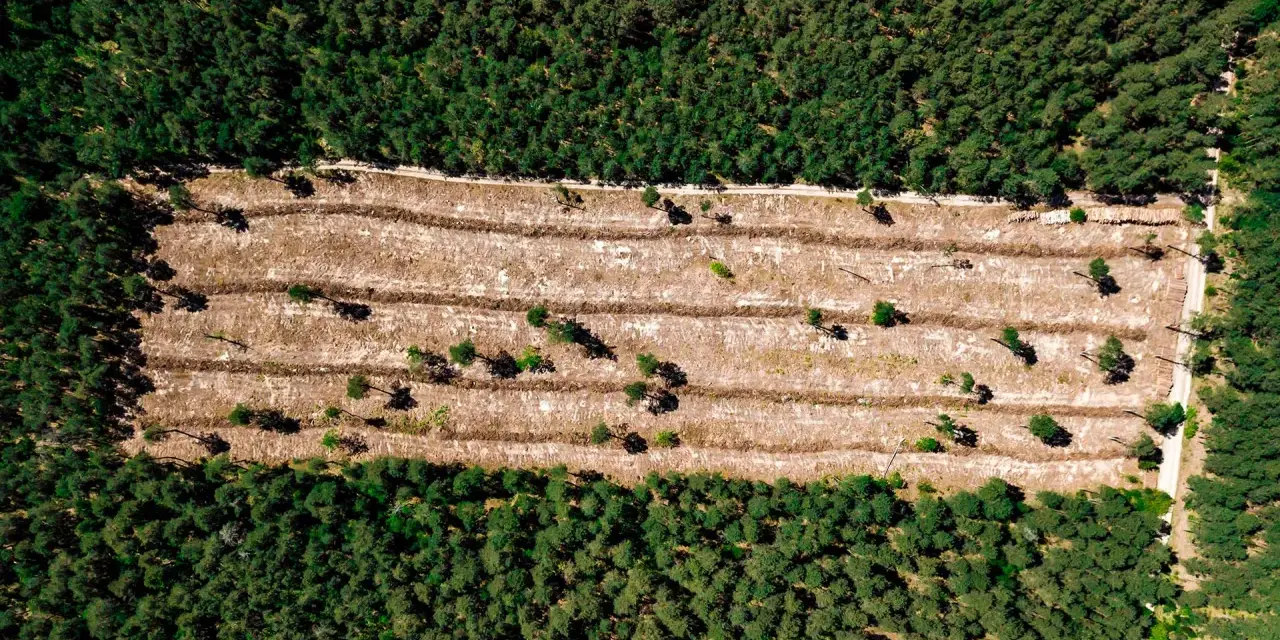 Vista aérea de una zona de tala de bosques, con surcos de tierra y árboles jóvenes dispersos en contraste con el bosque denso circundante.