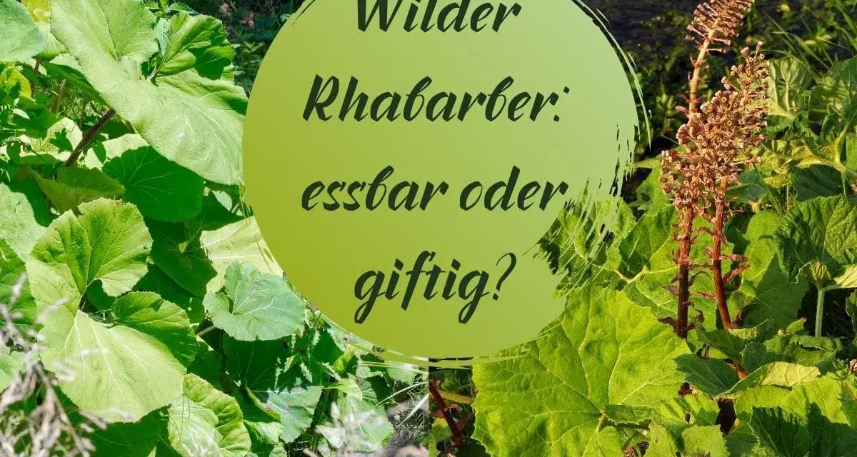 Grüne Blätter und braune Blütenstände umgeben einen Kreis mit der Frage: Wilder Rhabarber: essbar oder giftig?