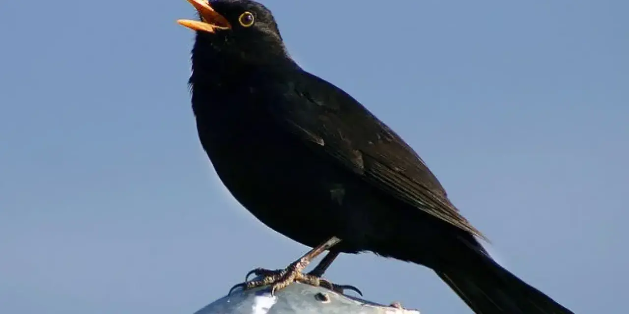 Un mirlo negro, con el pico abierto, canta melodías que forman parte de los cantos de aves de España.