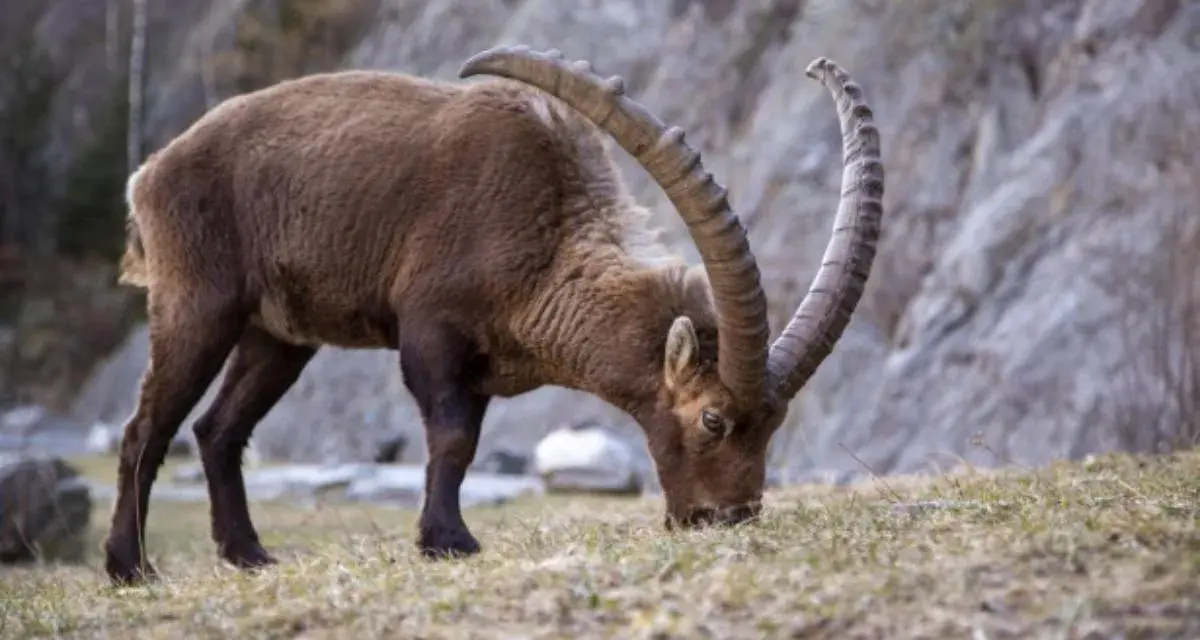 Stambecco con imponenti corna incurvate, intento a brucare l'erba. Ecco cosa mangia una capra selvatica in montagna.