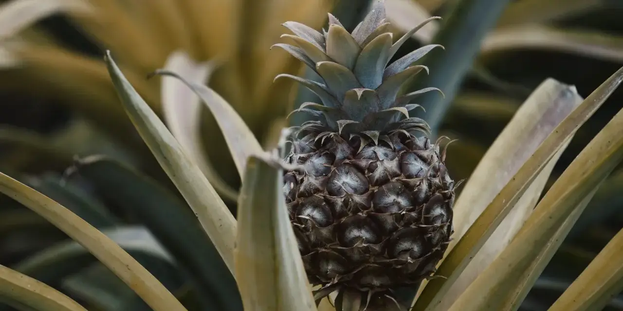 Planta de piña en maceta, con su fruto oscuro y hojas verdes y amarillas.