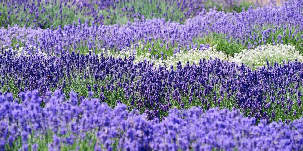 Ein Feld mit verschiedenen lavendel sorten, von tiefem Violett bis zu zarten Weißtönen, erstreckt sich in sanften Wellen.