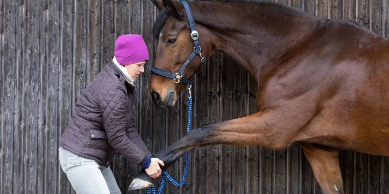 Une femme en bonnet rose soigne la **fourbure** d'un cheval brun, lui tenant la patte avant.
