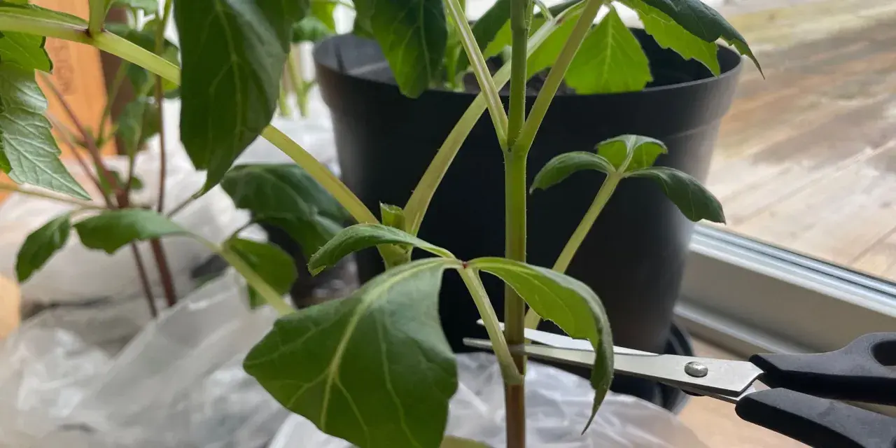 En sax klipper av en stjälk på en dahlia.