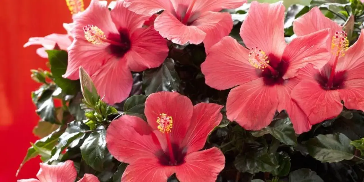 Piękny, kwitnący hibiskus w doniczce, z licznymi, łososiowymi kwiatami i ciemnozielonymi liśćmi.
