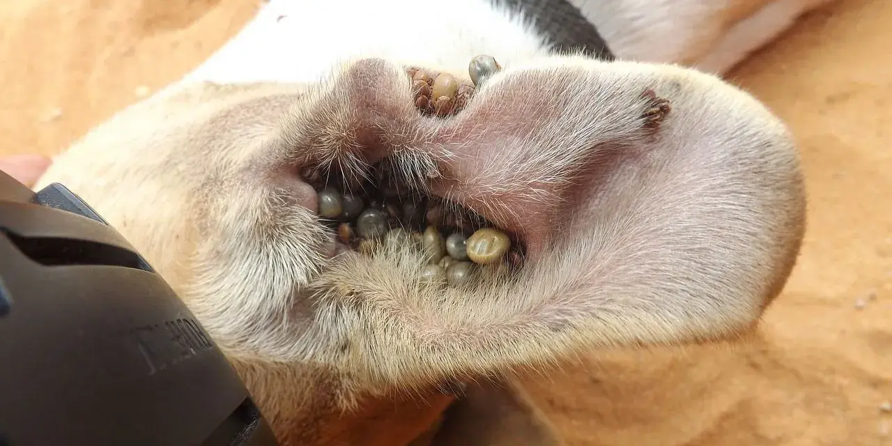 Un perro con la oreja infestada de garrapatas negras.
