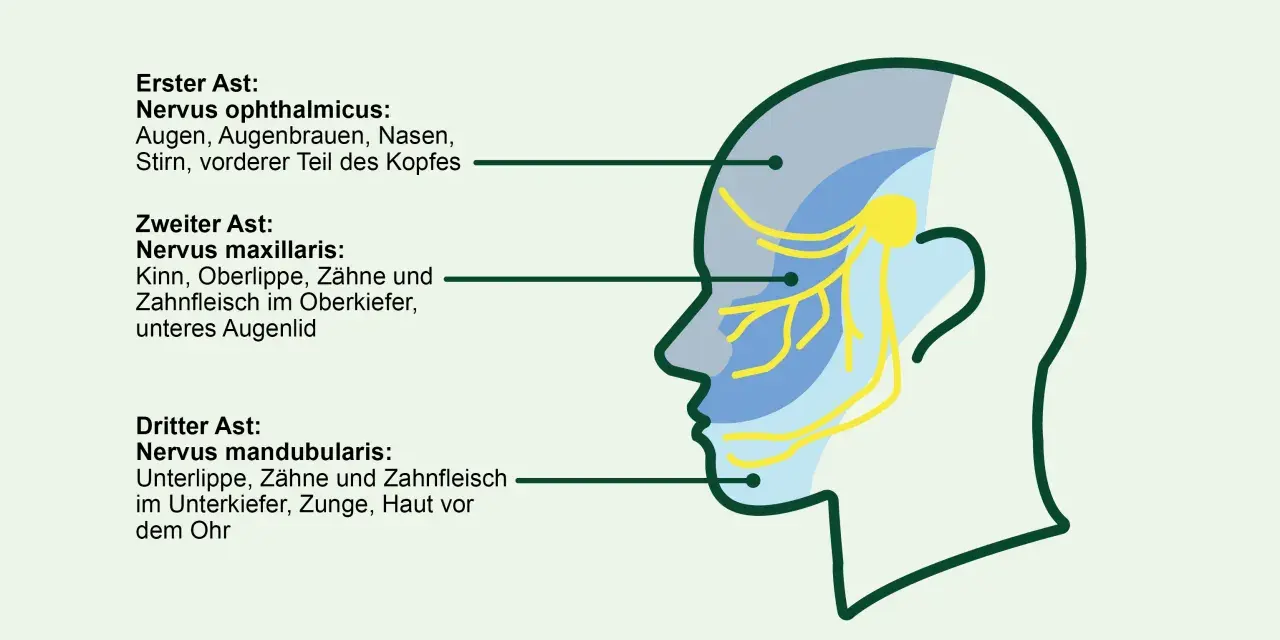 Schema des Trigeminusnervs mit seinen drei Ästen, die verschiedene Gesichtsbereiche versorgen. Eine sanfte Massage kann hier Linderung verschaffen.