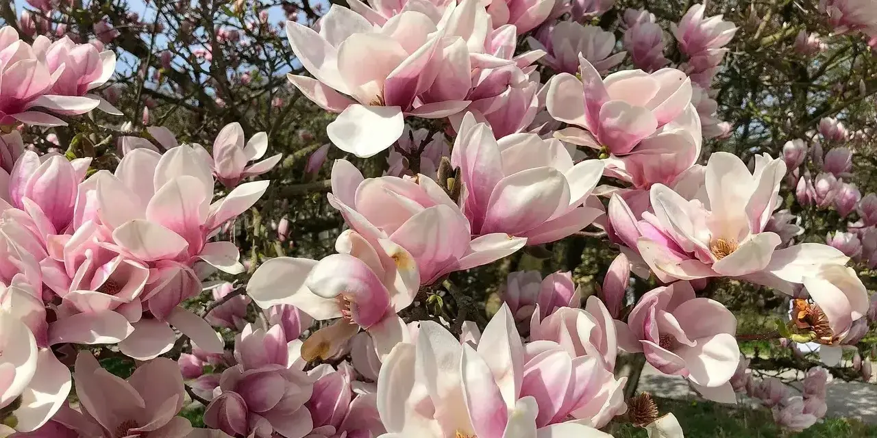 Kwiaty magnolii w odcieniach różu i bieli, kwitnące obficie na gałęziach. Widać, że magnolia czuje się jak w domu, rosnąc w żyznej ziemi.