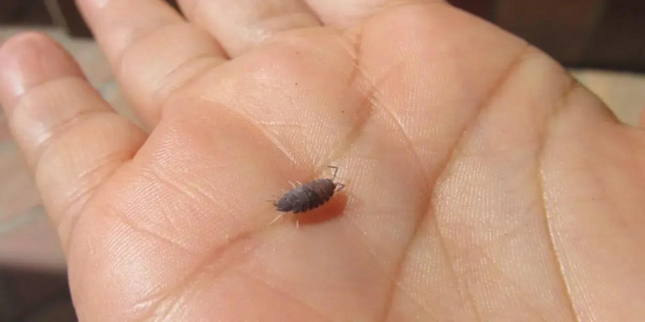 Un bicho bola, pequeño y oscuro, camina sobre la palma de una mano humana, mostrando sus patitas y antenas.