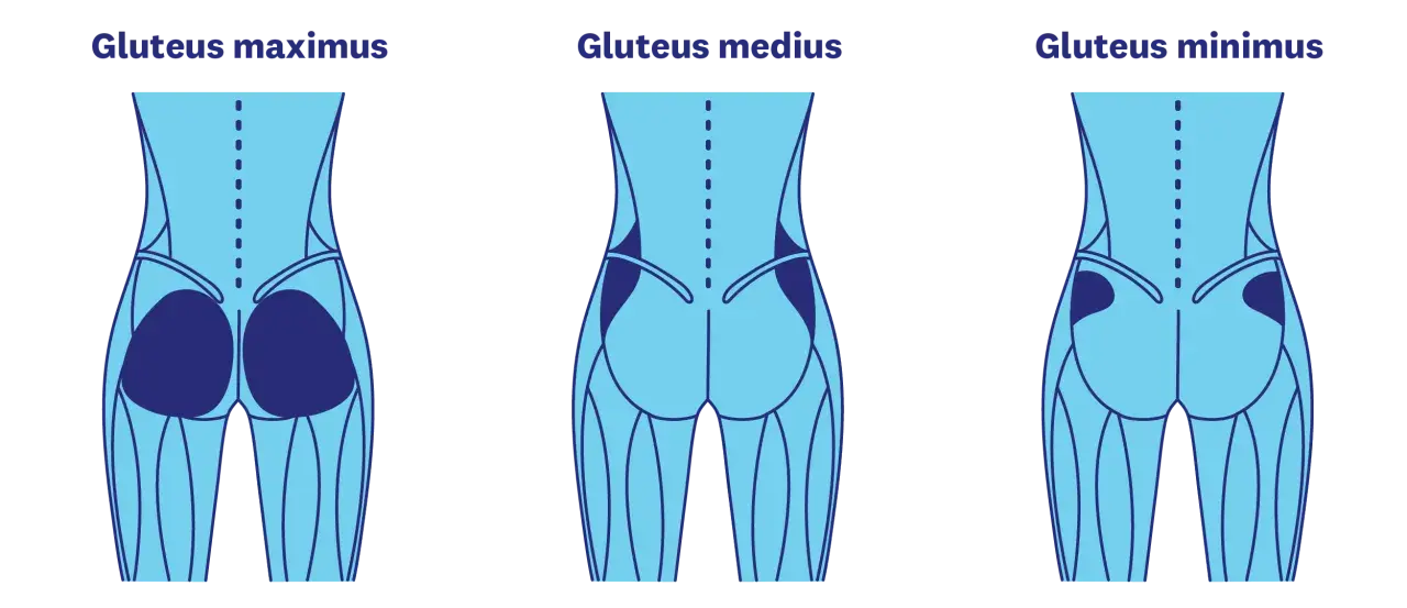 Illustration av gluteus maximus, medius och minimus muskler. Träna för en fastare rumpa på 3 veckor med rätt övningar.