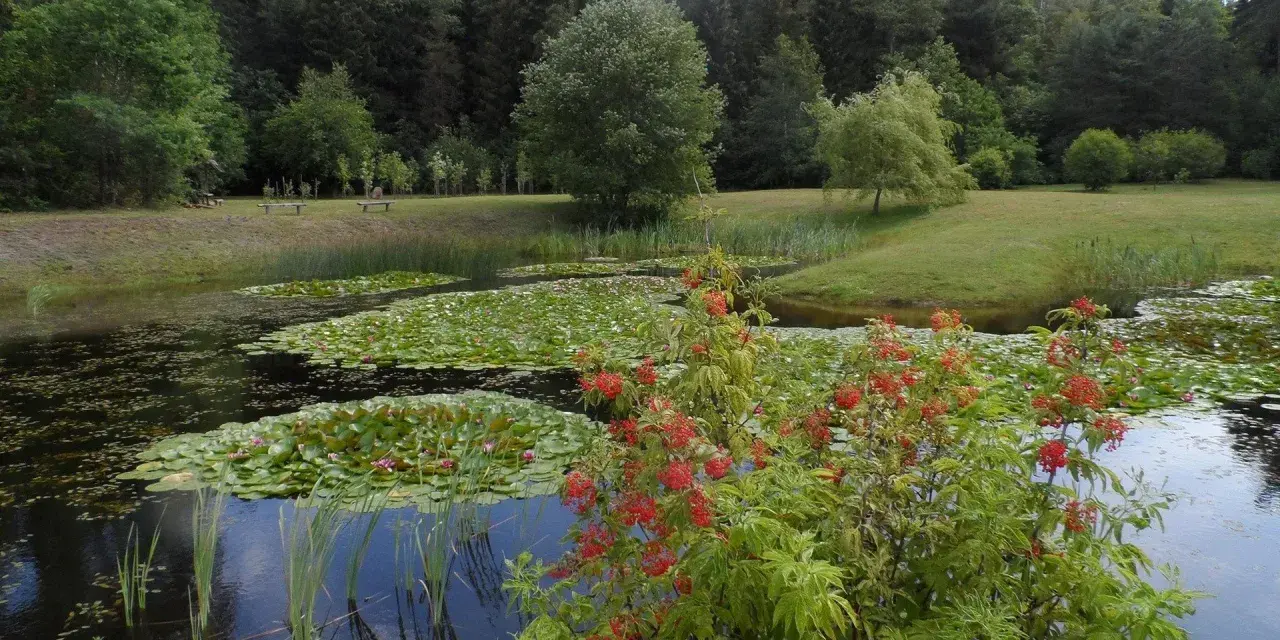 Staw z liliami wodnymi i kwitnącym krzewem na tle lasu.