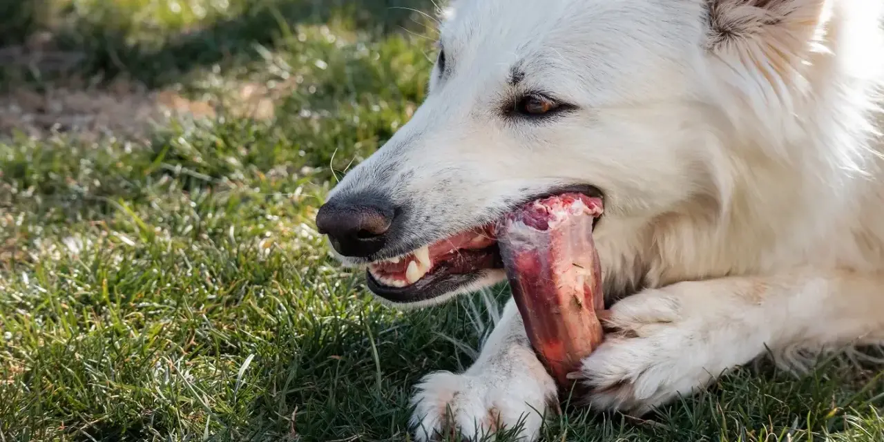 Un chien blanc savoure des os travers de porc dans l'herbe.