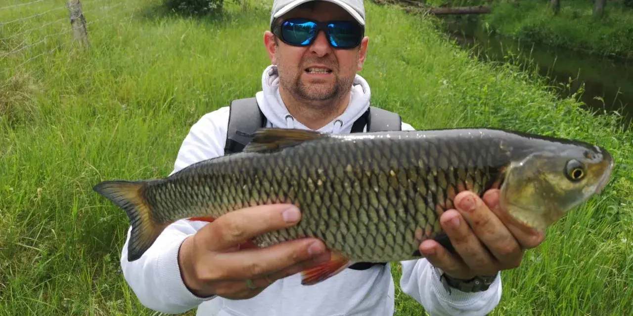 Wędkarz trzyma dużą rybę, która okazała się świetną przynętą na klenia.