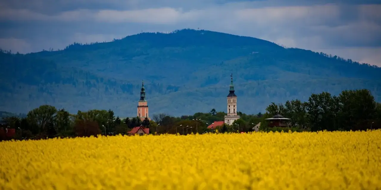 Kwiaty rzepaku w Prudniku, na tle gór i dwóch wież kościelnych. Atrakcje Prudnika w wiosennej odsłonie.