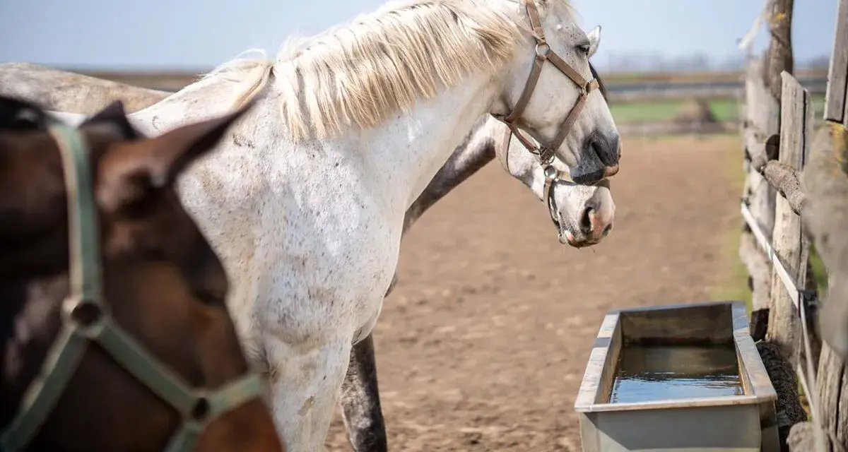 Deux chevaux, l'un blanc moucheté, l'autre brun, se tiennent près d'un abreuvoir. Le blanc semble être comme il faut cheval, prêt pour une promenade.