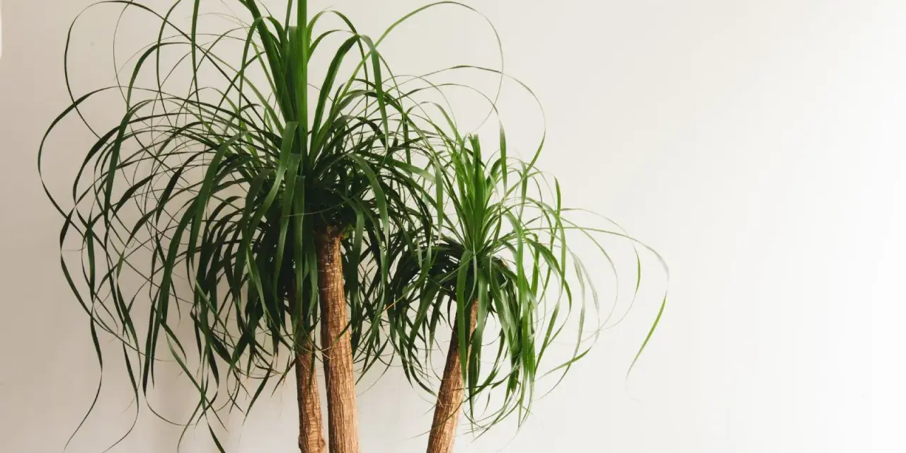 Two ponytail palm trees with long, flowing green leaves against a white background. Easy ponytail palm care for a striking indoor plant.