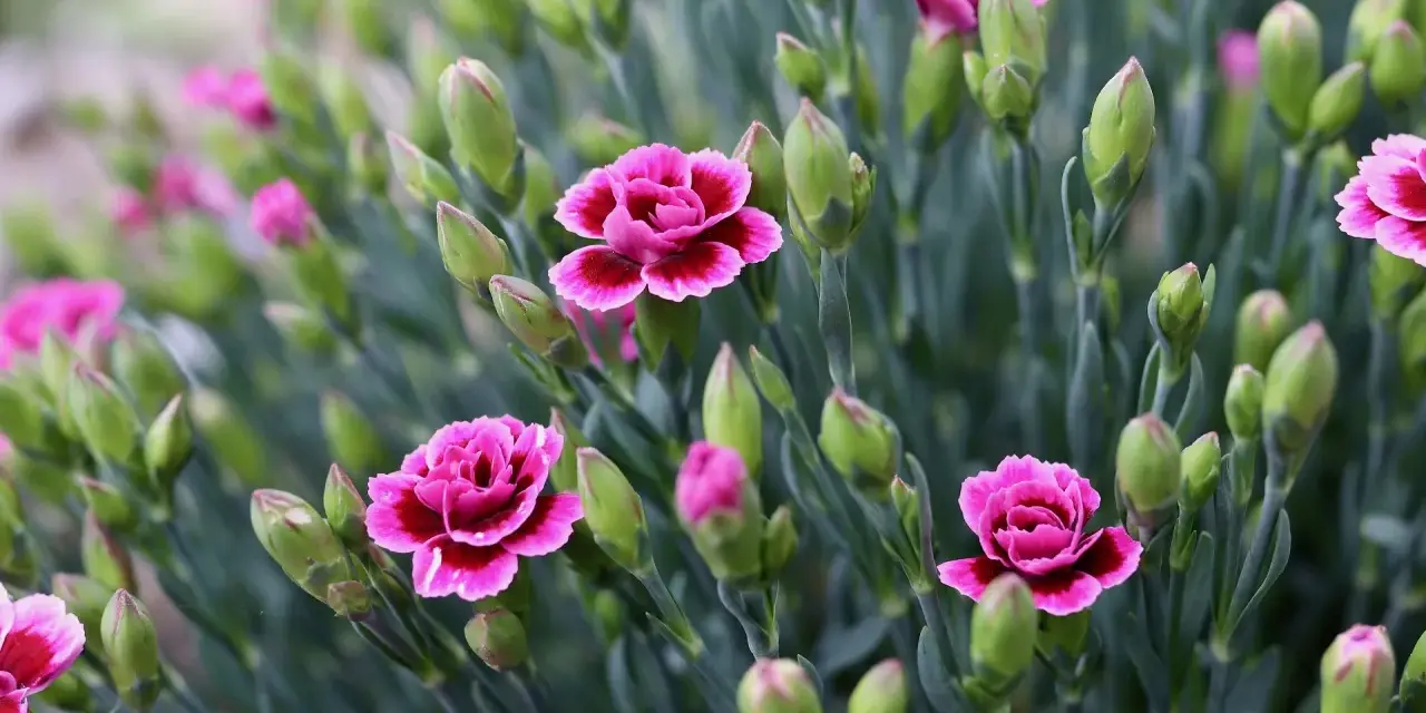 Ein Feld voller rosa Nelken, bereit zum Schneiden. Viele Knospen und einige geöffnete Blüten.