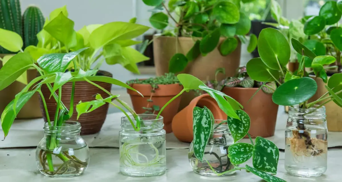 Varias plantas en agua, con raíces visibles, listas para crecer.