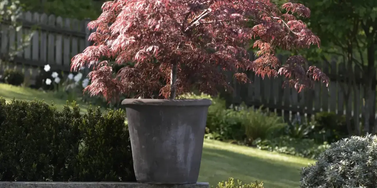 En vacker acer palmatum i kruka, med sina djupröda blad som kontrasterar mot den gröna trädgården.