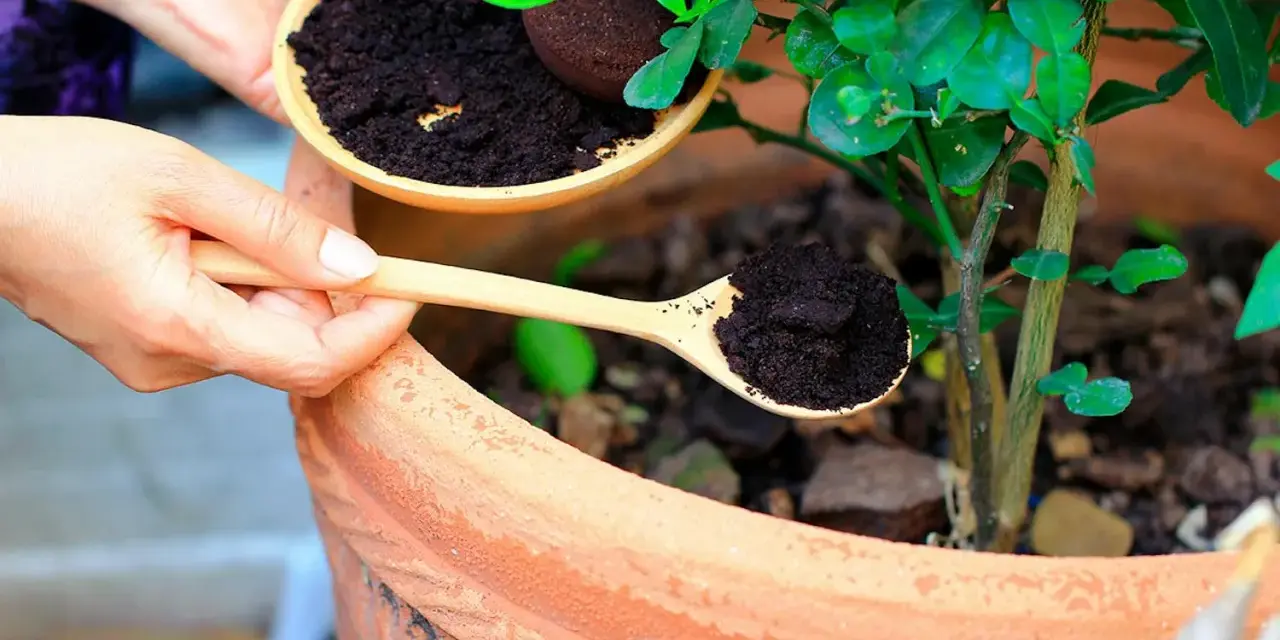 Händer häller kaffesump från en skål till en träsked, redo att ge näring till tomatplantor i en terrakottakruka.