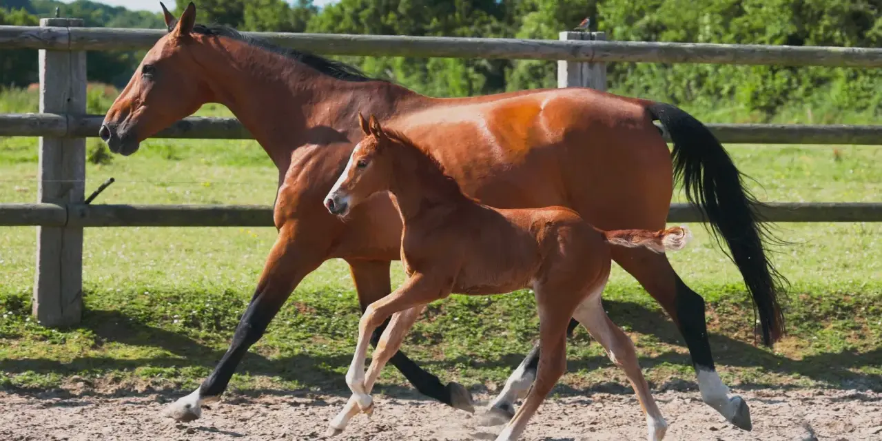 Une jument alezane et son poulain trottent dans un paddock. La saillie du poney est évidente par sa petite taille et sa démarche espiègle.