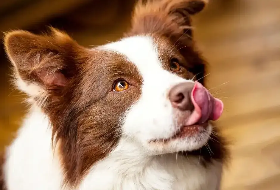 Border Collie: Sierść czy włosy? Poznaj różnice i pielęgnację
