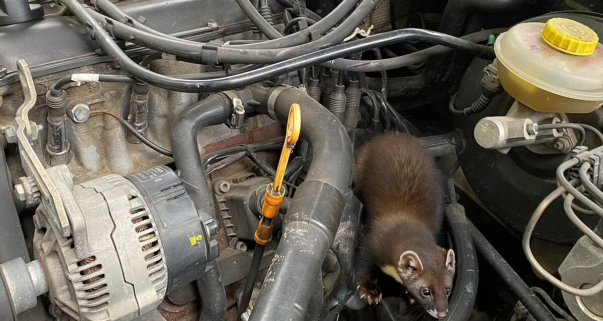 Ein Marder hat sich im Motorraum eines Autos eingenistet und erkundet die Leitungen und den Keilriemen.