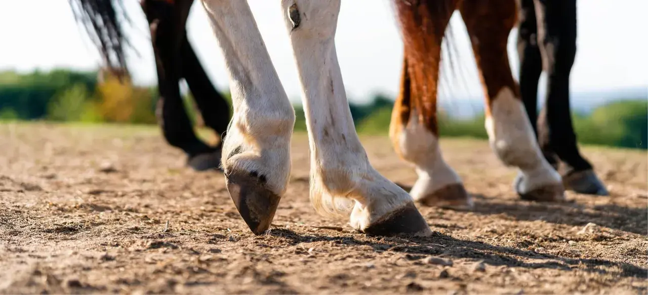 Gros plan sur les sabots de plusieurs chevaux, dont un bai et un pie, marchant sur un sol terreux. La lumière du soleil met en valeur la texture du sol et le poil des animaux.