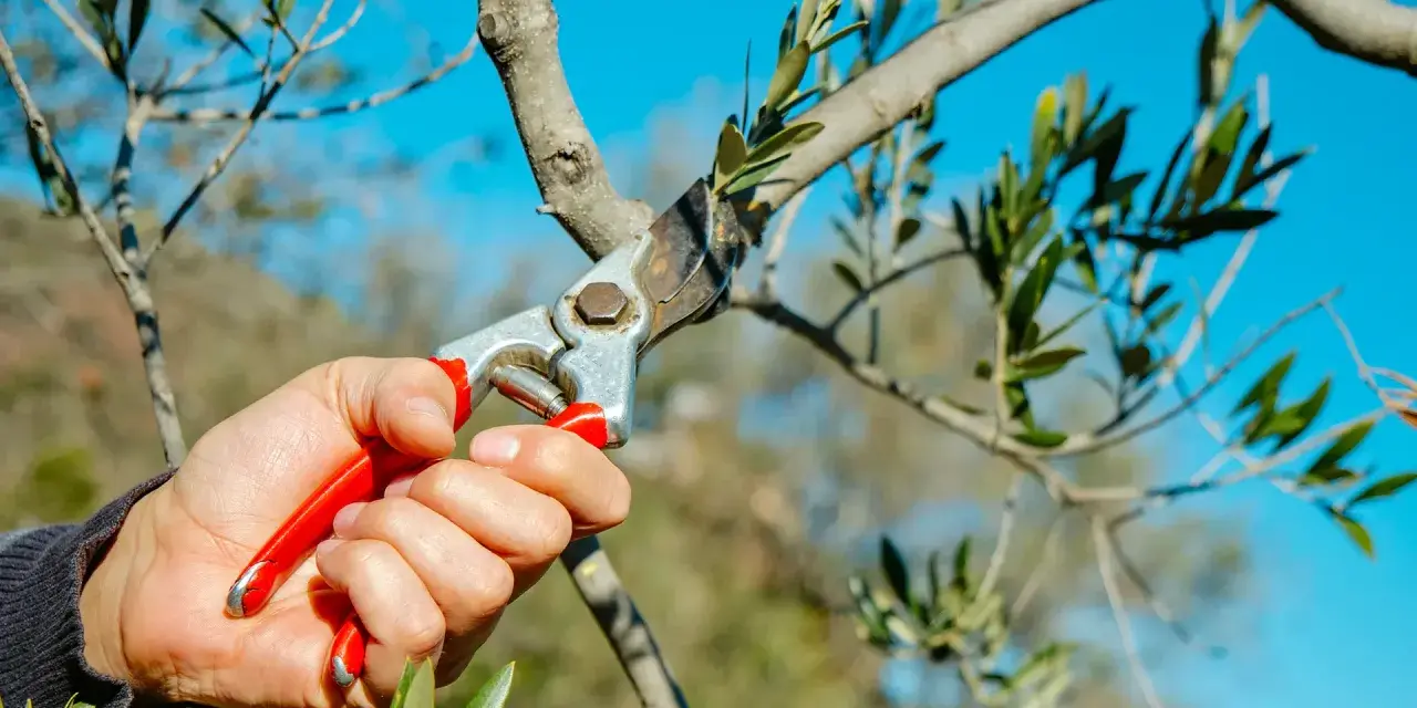 Hand hält Gartenschere, um einen Olivenbaum zu schneiden. Der blaue Himmel bildet den Hintergrund.
