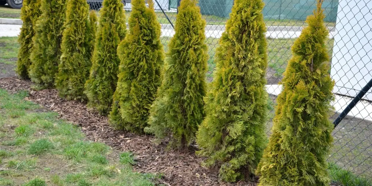 Rząd zielonych tui, które mają płytkie korzenie, rośnie wzdłuż ogrodzenia.